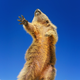 Illustration for article titled Slide Into the Weekend With the Most Hilarious Wildlife Photos of 2019